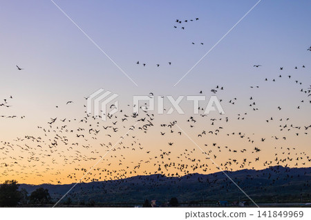 A fight between Steller's sea eagles 141849969