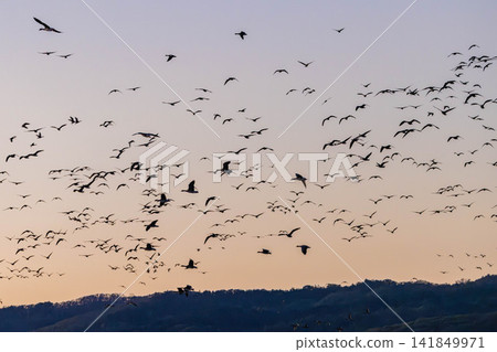 A fight between Steller's sea eagles A fight between Steller's sea eagles 141849971