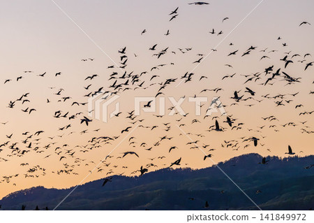 A fight between Steller's sea eagles A fight between Steller's sea eagles 141849972