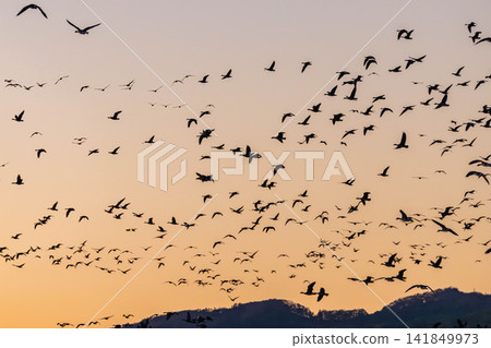 A fight between Steller's sea eagles A fight between Steller's sea eagles 141849973
