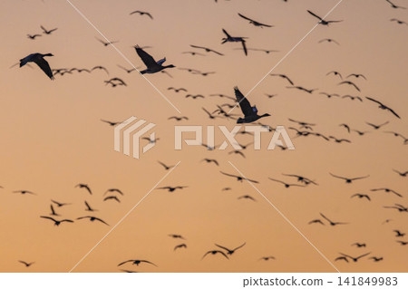 A fight between Steller's sea eagles A fight between Steller's sea eagles 141849983