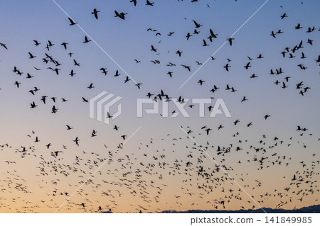 A fight between Steller's sea eagles A fight between Steller's sea eagles 141849985