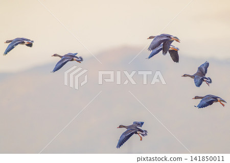 A fight between Steller's sea eagles A fight between Steller's sea eagles 141850011