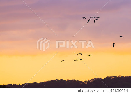 A fight between Steller's sea eagles A fight between Steller's sea eagles 141850014