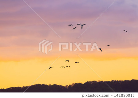 A fight between Steller's sea eagles A fight between Steller's sea eagles 141850015