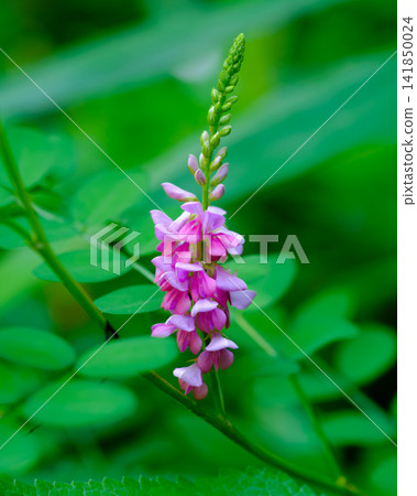 陰涼處盛開的萱草 陰涼處盛開的萱草 141850024