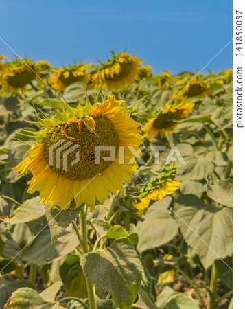 Vibrant blooming sunflower under bright blue sky 141850037