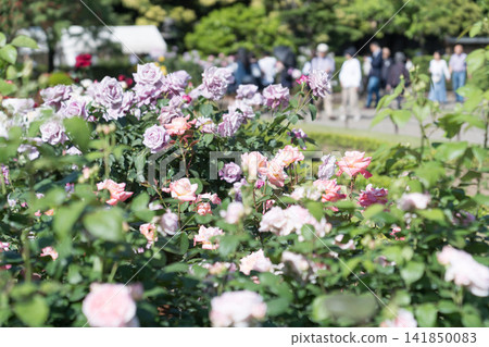 Pink roses and buds in full bloom in the park's rose garden. Pink roses and buds in full bloom in the park's rose garden. 141850083