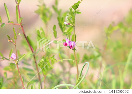 Cute wildflowers: Vicia cracca Cute wildflowers: Vicia cracca 141850092
