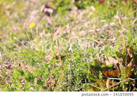 Spring - Horsetail Spring - Horsetail 141850095