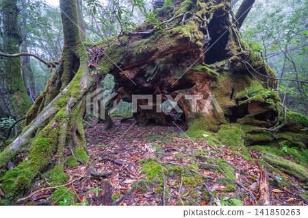 Yakushima, the island where gods reside, moss-covered forest (winter) Yakushima, the island where gods reside, moss-covered forest (winter) 141850263