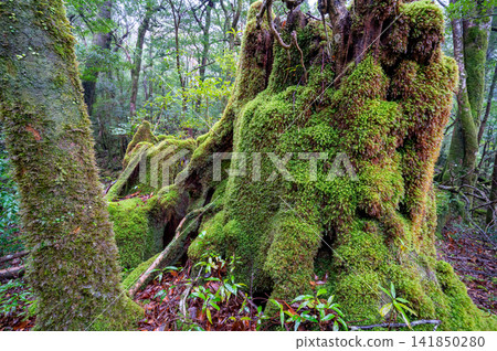 屋久島,神靈居住的島嶼,苔蘚覆蓋的森林(冬天) 屋久島,神靈居住的島嶼,苔蘚覆蓋的森林(冬天) 141850280