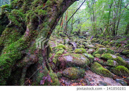 屋久島,神靈居住的島嶼,苔蘚覆蓋的森林(冬天) 屋久島,神靈居住的島嶼,苔蘚覆蓋的森林(冬天) 141850281