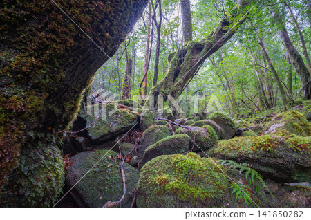 Yakushima, the island where gods reside, moss-covered forest (winter) Yakushima, the island where gods reside, moss-covered forest (winter) 141850282