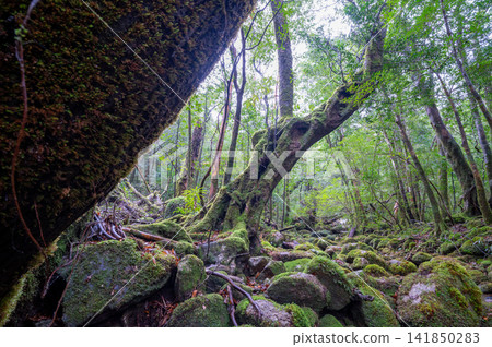Yakushima, the island where gods reside, moss-covered forest (winter) Yakushima, the island where gods reside, moss-covered forest (winter) 141850283