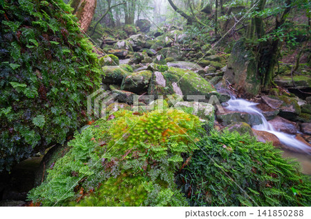 Yakushima, the island where gods reside, moss-covered forest (winter) Yakushima, the island where gods reside, moss-covered forest (winter) 141850288