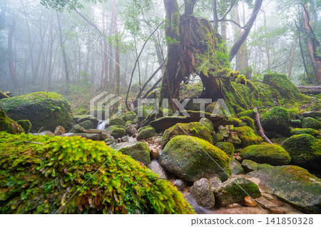Yakushima, the island where gods reside, moss-covered forest (winter) Yakushima, the island where gods reside, moss-covered forest (winter) 141850328