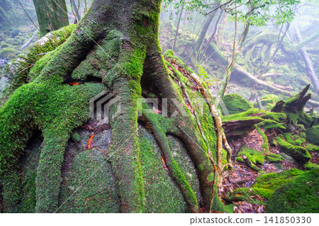 Yakushima, the island where gods reside, moss-covered forest (winter) Yakushima, the island where gods reside, moss-covered forest (winter) 141850330