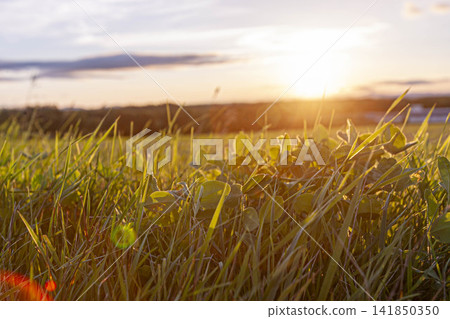 The setting sun illuminates the wheat fields of Biei, Hokkaido, creating a golden landscape of rolling hills. The setting sun illuminates the wheat fields of Biei, Hokkaido, creating a golden landscape of rolling hills. 141850350