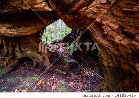 Yakushima, the island where gods reside: A window in the forest, a stump of a Yakusugi cedar tree (winter) Yakushima, the island where gods reside: A window in the forest, a stump of a Yakusugi cedar tree (winter) 141850439