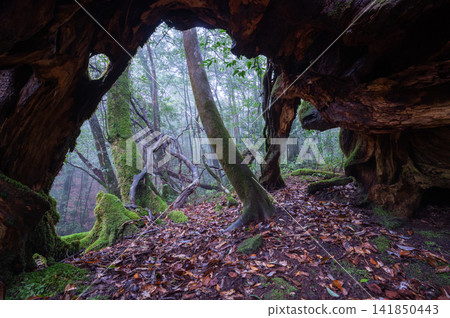 屋久島,神靈居住的島嶼:森林中的一扇窗戶,屋久杉樹樁(冬季) 屋久島,神靈居住的島嶼:森林中的一扇窗戶,屋久杉樹樁(冬季) 141850443