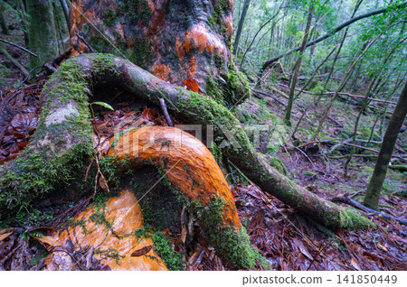 Yakushima, the island where gods reside: Stewartia monadelpha moss (winter) Yakushima, the island where gods reside: Stewartia monadelpha moss (winter) 141850449