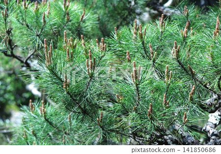 Pine branch tips with new buds in spring Pine branch tips with new buds in spring 141850686