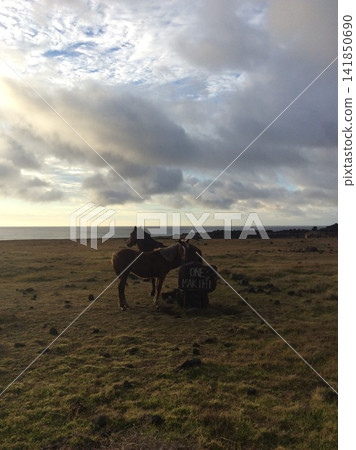 Horses in a grassland reminiscent of Easter Island and a ONE MAKIHI sign Horses in a grassland reminiscent of Easter Island and a ONE MAKIHI sign 141850690