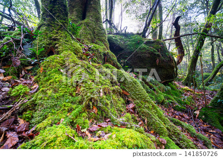 Yakushima, the island where gods reside, moss-covered forest (winter) Yakushima, the island where gods reside, moss-covered forest (winter) 141850726