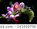 沐浴在光芒中的葛花 141850796