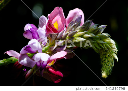 沐浴在光芒中的葛花 141850796