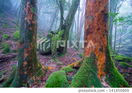 Yakushima, the island where gods reside: Stewartia pseudocamellia and moss (winter) Yakushima, the island where gods reside: Stewartia pseudocamellia and moss (winter) 141850809