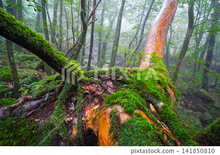 Yakushima, the island where gods reside: Stewartia pseudocamellia and moss (winter) Yakushima, the island where gods reside: Stewartia pseudocamellia and moss (winter) 141850810