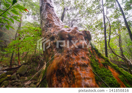 Yakushima, the island where gods reside - Japanese Stewartia (winter) 141850816