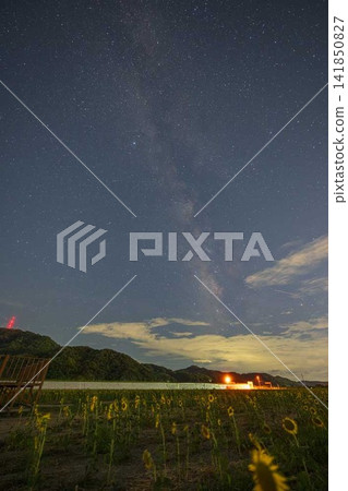 日本岡山縣笠岡市，美麗的夏日星空漂浮在向日葵田上。 141850827