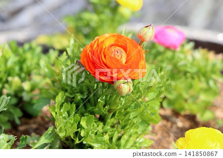 鮮豔的毛茛花 鮮豔的毛茛花 141850867