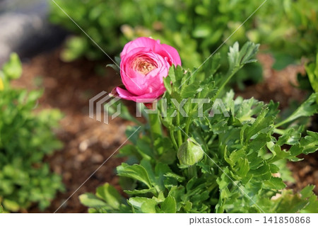 可愛的毛茛花 可愛的毛茛花 141850868
