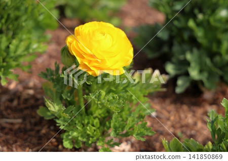 鮮豔的毛茛花 鮮豔的毛茛花 141850869