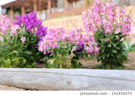 新鮮春花：紫羅蘭 141850873