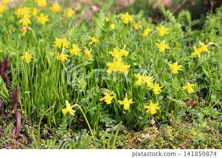 Small daffodil flowers, Tête-à-tête Small daffodil flowers, Tête-à-tête 141850874