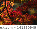 Autumn leaves 141850949