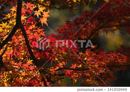 Autumn leaves Autumn leaves 141850949