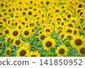 sunflower	 141850952