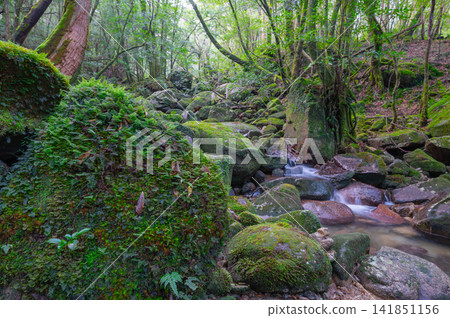 Yakushima, the island where gods reside: moss-covered valleys (winter) Yakushima, the island where gods reside: moss-covered valleys (winter) 141851156