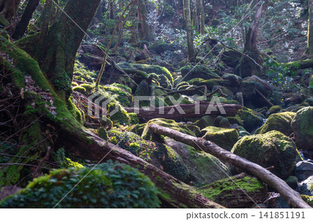 Yakushima, the island where gods reside, moss-covered forest (winter) Yakushima, the island where gods reside, moss-covered forest (winter) 141851191