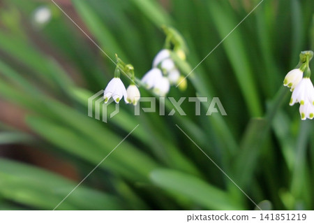 Spring flower: Snowflake flower Spring flower: Snowflake flower 141851219