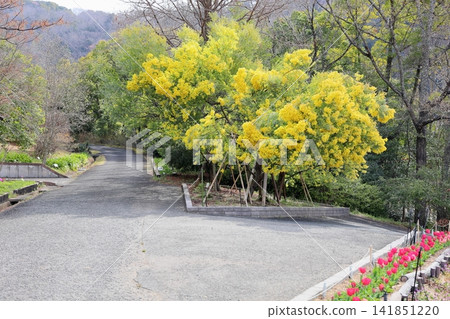 Refreshing Pearl Acacia Flowers Refreshing Pearl Acacia Flowers 141851220