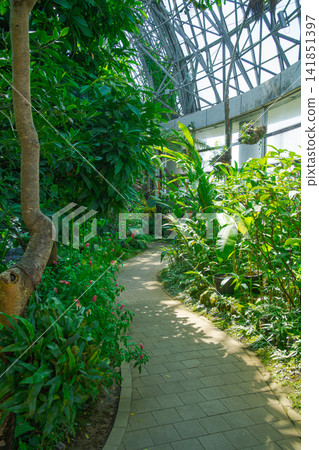 熱帶植物溫室走廊 熱帶植物溫室走廊 141851397