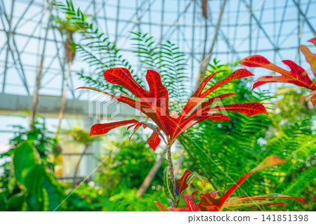 熱帶植物溫室中生長的變葉木 熱帶植物溫室中生長的變葉木 141851398