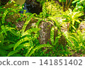 生長在岩石區域的蕨類植物 141851402